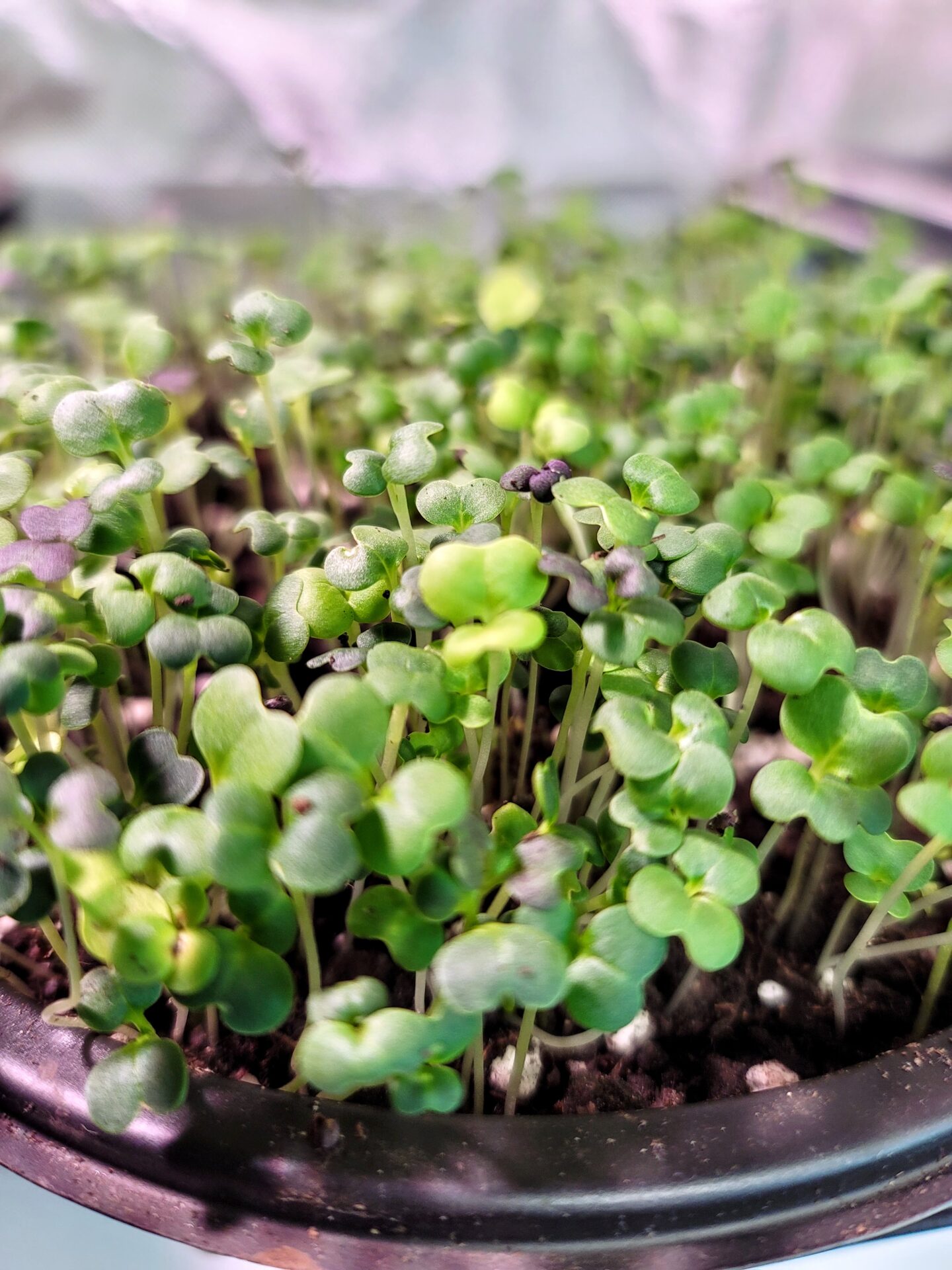Transplanting Winter Sown Seedlings: A Zone 6a Guide